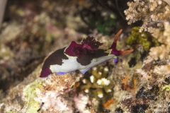 Tubbataha-Philippinen 2013-167