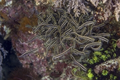 Tubbataha-Philippinen 2013-169