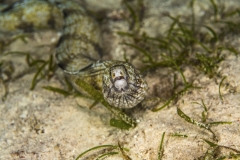 Tubbataha-Philippinen 2013-171