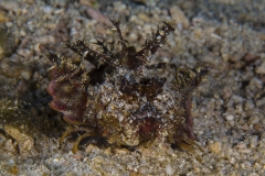 Tubbataha-Philippinen 2013-172