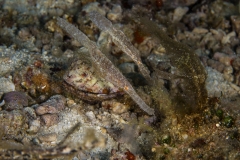 Tubbataha-Philippinen 2013-173