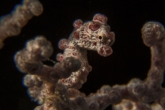 Tubbataha-Philippinen 2013-179