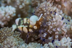 Tubbataha-Philippinen 2013-182