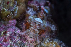 Tubbataha-Philippinen 2013-184