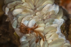 Tubbataha-Philippinen 2013-185