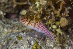 Tubbataha-Philippinen 2013-186