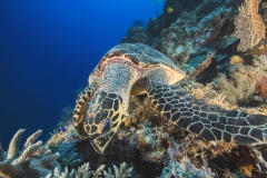Tubbataha-Philippinen 2013-23