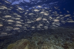 Tubbataha-Philippinen 2013-43