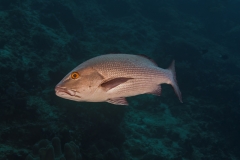 Tubbataha-Philippinen 2013-48