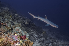 Tubbataha-Philippinen 2013-6
