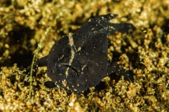 Tubbataha-Philippinen 2013-99